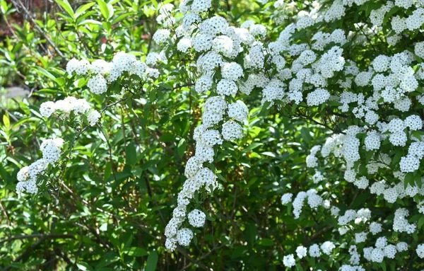 Reeves Spirea Spiraea Cantoniensis Flores Rosaceae Arbusto Decíduo Nativa China — Fotografia de Stock