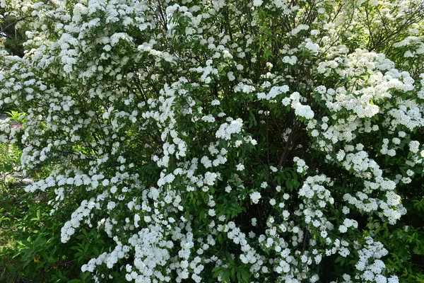 Reeves Spirea Spiraea Cantoniensis Çiçekleri Rosaceae Nin Çin Özgü Yaprak — Stok fotoğraf