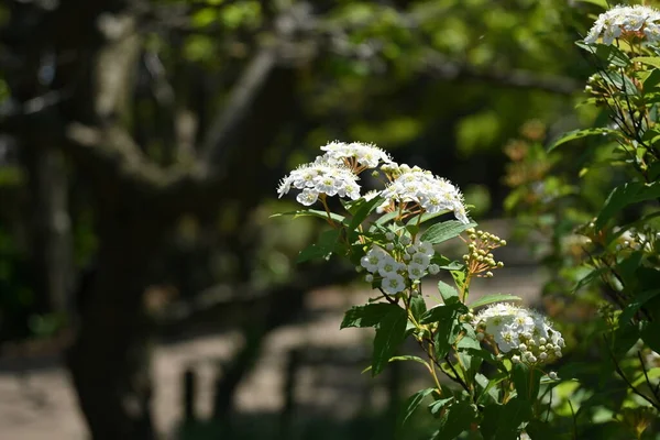 Reeves Spirea Spiraea Cantoniensis Çiçekleri Rosaceae Nin Çin Özgü Yaprak — Stok fotoğraf