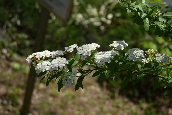 Spiraea Cantiensis 原产于中国的蔷薇科落叶灌木 四月至五月 在哭泣的枝条上 成簇的白色小花 — 图库照片