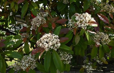 Kırmızı Robin (Japon fotinyası) çiçekleri. Rosaceae her zaman yeşildir. Birçok küçük beyaz çiçekler ilkbahardan yazın başına kadar açar..
