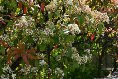Kırmızı Robin (Japon fotinyası) çiçekleri. Rosaceae her zaman yeşildir. Birçok küçük beyaz çiçekler ilkbahardan yazın başına kadar açar..