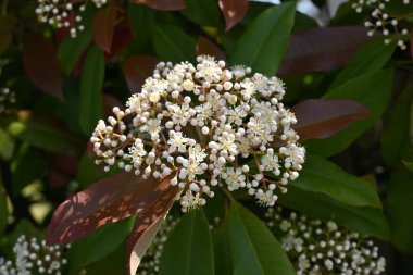 Kırmızı Robin (Japon fotinyası) çiçekleri. Rosaceae her zaman yeşildir. Birçok küçük beyaz çiçekler ilkbahardan yazın başına kadar açar..