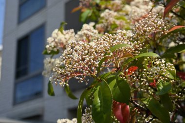 Kırmızı Robin (Japon fotinyası) çiçekleri. Rosaceae her zaman yeşildir. Birçok küçük beyaz çiçekler ilkbahardan yazın başına kadar açar..