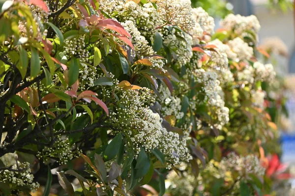 Rotkehlchen Japanische Photinien Blühen Rosaceae Immergrüner Baum Viele Kleine Weiße — Stockfoto