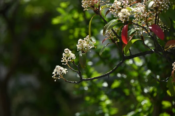 Czerwony Robin Fotografia Japońska Kwiaty Rosaceae Wiecznie Zielone Drzewo Wiele — Zdjęcie stockowe