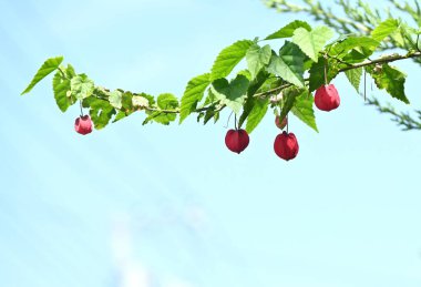 Ardından abutilon (Callianthe megapotamica) çiçekleri gelir. Malvaceae Brezilya 'ya özgü tropikal çalı.