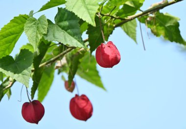 Ardından abutilon (Callianthe megapotamica) çiçekleri gelir. Malvaceae Brezilya 'ya özgü tropikal çalı.