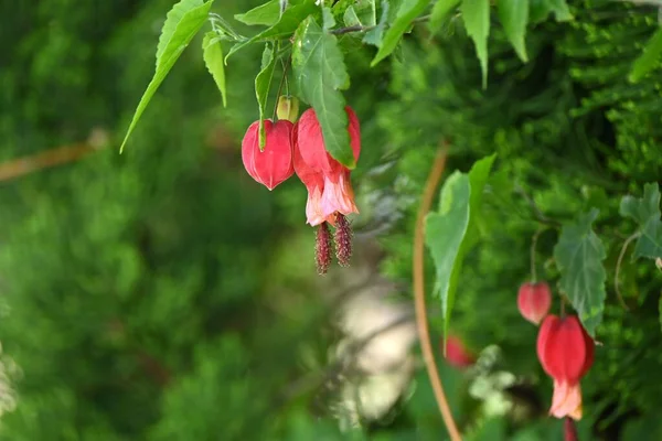 Trailing Abutilon Callianthe Megapotamica Blommor Malvaceae Evergreen Tropisk Buske Hemma — Stockfoto