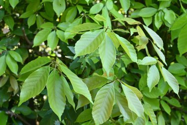 Halka bardak meşe yaprakları (Quercus glauca). Bahçe ağaçları ve çitler için kullanılır. Sonbaharda palamut taşıyan ağaçlarda olgunlaşır..
