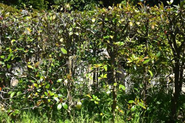 Japon ternstroemi (Ternstroemia gymnanthera) çitleri. Pentaphylacaceae dioecious Evergreen ağacı. Park ağaçları ve bahçe ağaçları için bir sembol ağacı olarak kullanılır..