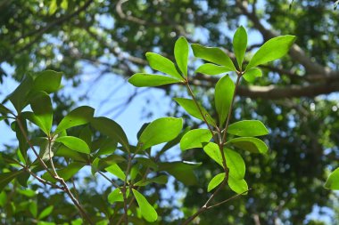 Japon ternstroemi (Ternstroemia gymnanthera) çitleri. Pentaphylacaceae dioecious Evergreen ağacı. Park ağaçları ve bahçe ağaçları için bir sembol ağacı olarak kullanılır..