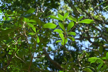 Japon ternstroemi (Ternstroemia gymnanthera) çitleri. Pentaphylacaceae dioecious Evergreen ağacı. Park ağaçları ve bahçe ağaçları için bir sembol ağacı olarak kullanılır..
