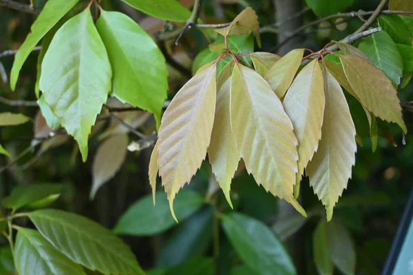Blätter Der Ringelbechereiche Quercus Glauca Wird Für Gartenbäume Und Hecken — Stockfoto