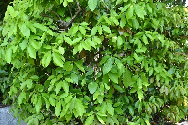 Hojas Roble Anular Quercus Glauca Utiliza Para Árboles Jardín Setos —  Fotos de Stock