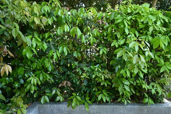 环杯橡木 Quercus Glauca 用于花园树和树篱 橡实树上的成熟 — 图库照片
