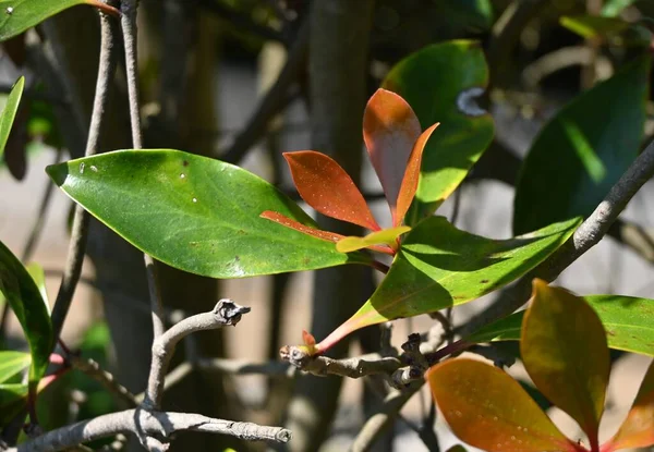 Японські Піщані Живоплоти Ternstroemia Gymnanthera Pentaphylacaceae Дівоче Вічнозелене Дерево Використовується — стокове фото