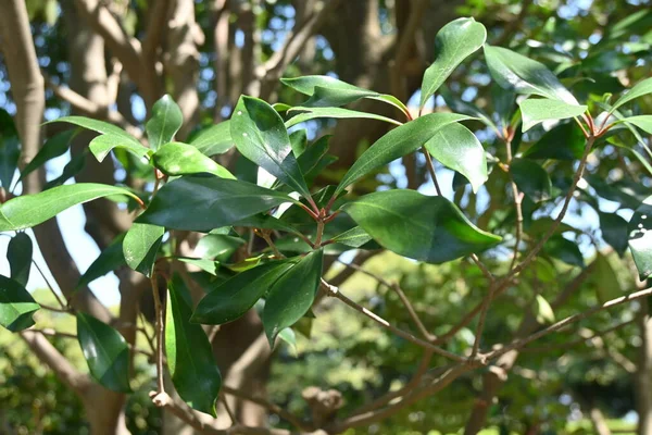 Японські Піщані Живоплоти Ternstroemia Gymnanthera Pentaphylacaceae Дівоче Вічнозелене Дерево Використовується — стокове фото