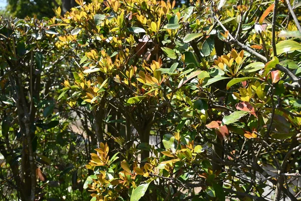 Japanese Ternstroemia Ternstroemia Gymnanthera Hedges Pentaphylacaceae Dioecious Evergreen Tree Used — Stock Photo, Image