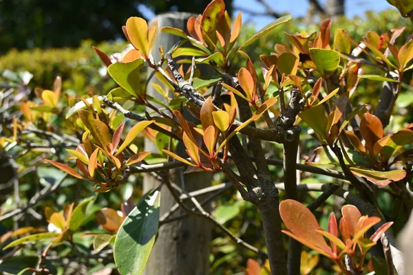 日本的三聚氰胺 Ternstroemia Gymnanthera 五裂科多毛常绿树 用作公园树木和花园树木的象征树 — 图库照片