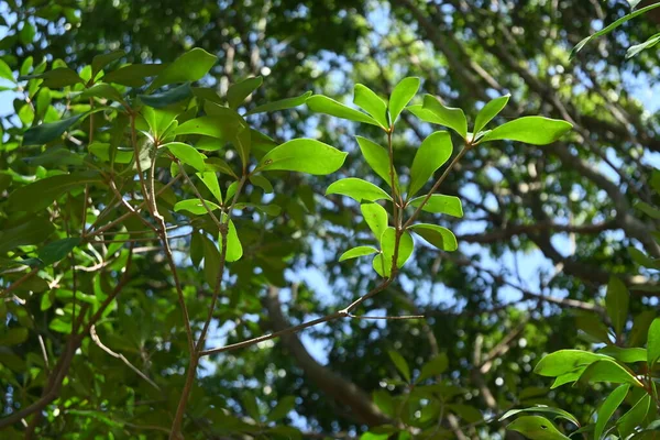 Japán Ternstroémia Ternstroemia Gymnanthera Sövények Pentaphylacaceae Dioecious Örökzöld Használt Szimbólum — Stock Fotó