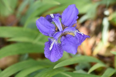  Çatı irisi (Iris tectorum) çiçekleri. Iridaceae bitkisi Çin 'e özgüdür. Zarif mor çiçekler Nisan 'dan Mayıs' a kadar açar..