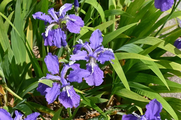 Roof Iris Iris Tectorum Flowers Iridaceae Evergreen Perennial Plant Native — Stock Photo, Image