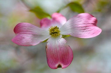 Çiçekli kızılcık (Cornus florida) pembe çiçekler. Cornaceae yaprakları, Kuzey Amerika 'ya özgü çiçek veren ağaç. Çiçek mevsimi Nisan 'dan Mayıs' a kadardır..