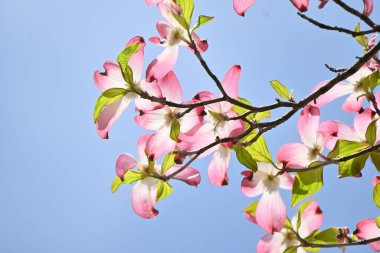 Çiçekli kızılcık (Cornus florida) pembe çiçekler. Cornaceae yaprakları, Kuzey Amerika 'ya özgü çiçek veren ağaç. Çiçek mevsimi Nisan 'dan Mayıs' a kadardır..