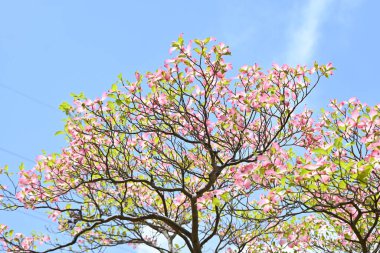 Flowering dogwood ( Cornus florida ) pink flowers. Cornaceae deciduous flowering tree native to North America. Flowering season is from April to May. clipart