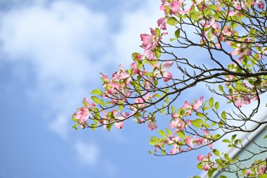 Çiçekli kızılcık (Cornus florida) pembe çiçekler. Cornaceae yaprakları, Kuzey Amerika 'ya özgü çiçek veren ağaç. Çiçek mevsimi Nisan 'dan Mayıs' a kadardır..