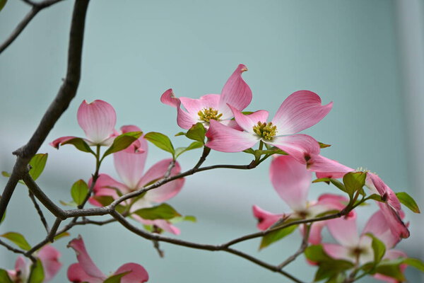 Flowering dogwood ( Cornus florida ) pink flowers. Cornaceae deciduous flowering tree native to North America. Flowering season is from April to May.