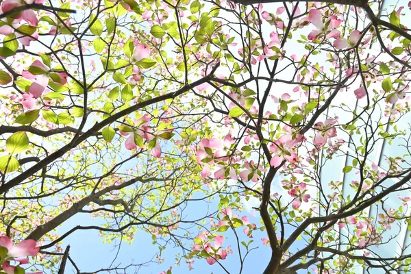 花山核桃 Cornus Florida 粉红花 科落叶开花树原产于北美 花季为四月至五月 — 图库照片