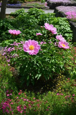 Çin şakayığı (Paeonia lactiflora) çiçekleri. Paeoniaceae daimi bitkileri. Çiçekli Mayıs-Haziran. Süslü ve tıbbi bitkiler..