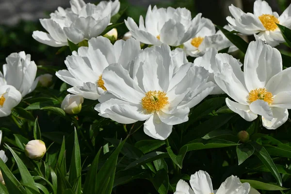 stock image Chinese peony ( Paeonia lactiflora ) flowers. Paeoniaceae perennial plants. Flowering May-June. Ornamental and medicinal plant.