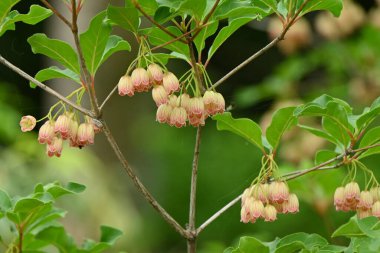 Redven enkianthus (Enkianthus campanulatus) çiçekleri. Ericaceae yapraklı çalı Japonya 'ya özgü. Nisan 'dan Mayıs' a kadar kırmızı çizgili çan şeklinde çiçekler açar..