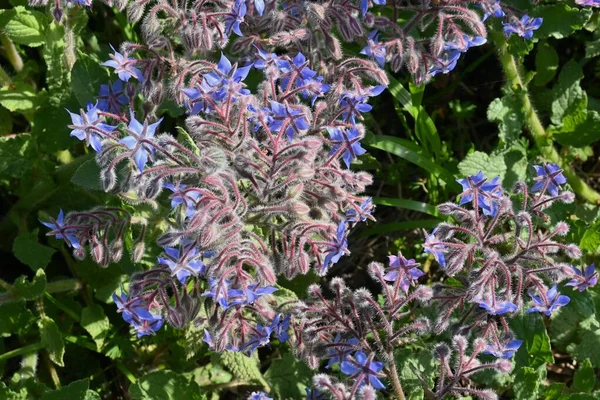 Borage ( Officinalis ) flowers. Boraginaceae Herb and edible and medicinal. The whole plant is covered with white hairs, and star-shaped Madonna blue flowers bloom from April to June.