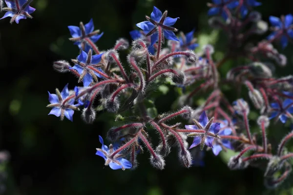 Borage ( Officinalis ) flowers. Boraginaceae Herb and edible and medicinal. The whole plant is covered with white hairs, and star-shaped Madonna blue flowers bloom from April to June.