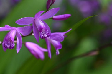 Sümbül orkidesi (Bletilla striata) çiçekleri. Orkidaceae daimi bitkisi. Çiçek mevsimi Nisan 'dan Mayıs' a kadardır..