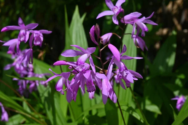 Hyacinth Orchid Bletilla Striata Flowers Orchidaceae Perennial Plant Flowering Season — Stock Photo, Image