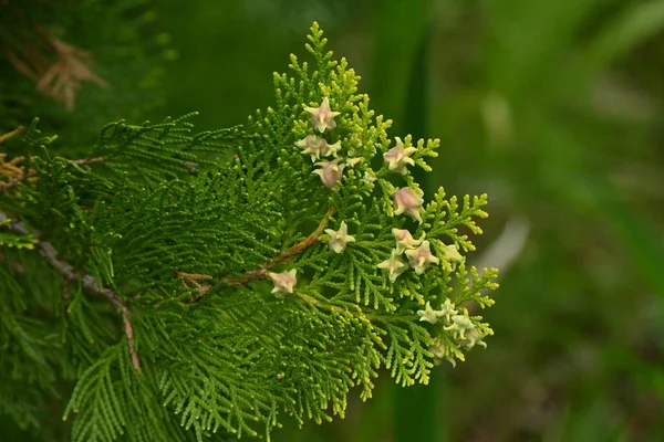 Platycladus Orientalis Elegantissima Weibliche Blüten Cupressaceae Immergrüne Nadelbäume Die Zweihäusigen — Stockfoto