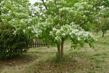 Çin püskül ağacı (Chionanthus retusus) çiçekleri. Oleaceae Dioecious yaprak döken ağacı. Mayıs 'tan Haziran' a kadar birçok beyaz çiçek panikte açar..