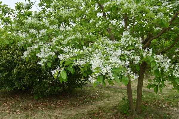 中国的枝形树 千年虫 菊科菊科落叶乔木 5月至6月 许多白花盛开在圆锥花序中 — 图库照片