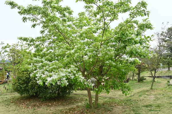 Květy Čínských Třásní Chionanthus Retusus Oleaceae Dioecious Listnatý Strom Mnoho — Stock fotografie