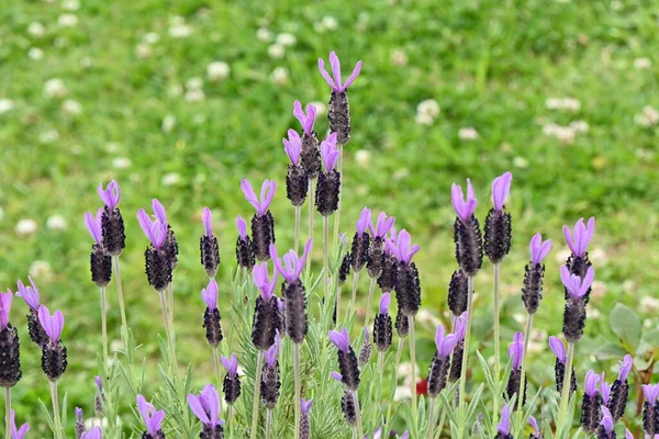 stock image  French lavender ( Lavandula stoechas ) flowers. Lamiaceae evergreen plants. Blooms from May to July.