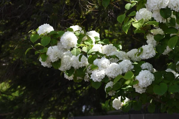 Flori Japoneze Bulgăre Zăpadă Adoxaceae Arbust Foioase Originar Din Japonia — Fotografie, imagine de stoc