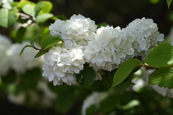Fleurs Japonaises Boule Neige Adoxaceae Arbuste Feuilles Caduques Originaire Japon — Photo