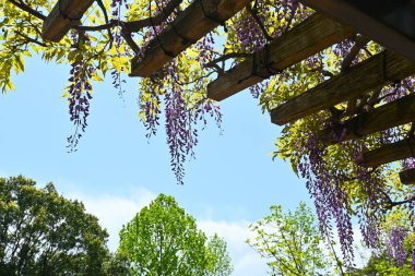 Wisteria Sarmaşığı manzarası. Nisan 'dan Mayıs' a kadar, yukarıdan çiçek açan salkımlar o kadar fantastiktir ki Japonya 'da yazın ilk zamanlarının sembolüdür..