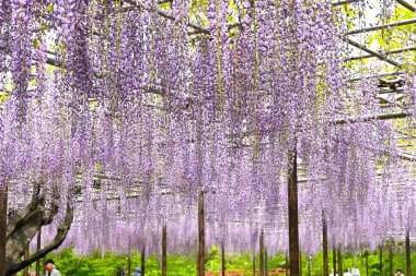 Wisteria Sarmaşığı manzarası. Nisan 'dan Mayıs' a kadar, yukarıdan çiçek açan salkımlar o kadar fantastiktir ki Japonya 'da yazın ilk zamanlarının sembolüdür..