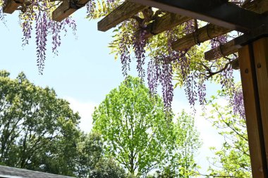 Wisteria Sarmaşığı manzarası. Nisan 'dan Mayıs' a kadar, yukarıdan çiçek açan salkımlar o kadar fantastiktir ki Japonya 'da yazın ilk zamanlarının sembolüdür..